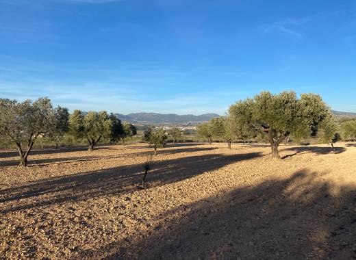 Land For Sale - Resale - Elda - T23114