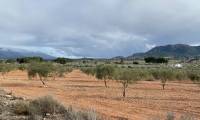 Venta - Finca - Sax