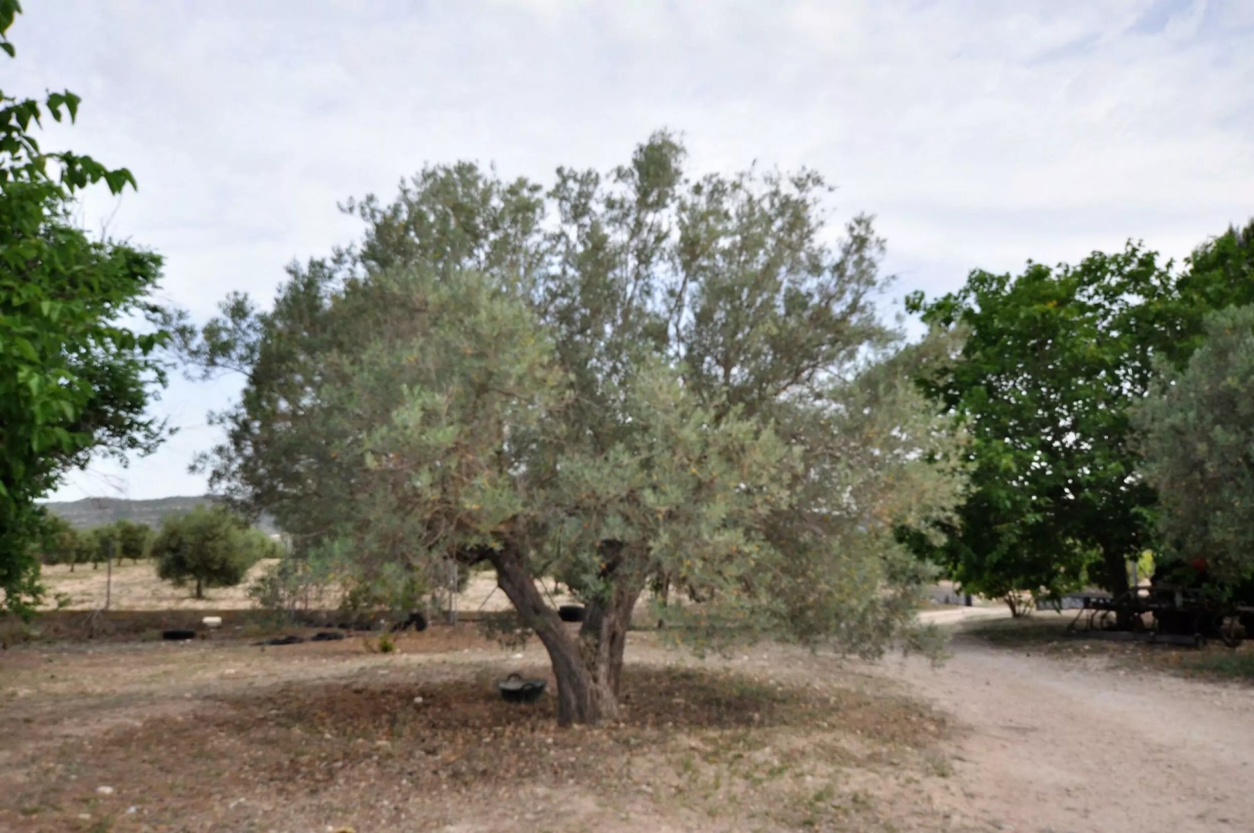 Villa with 3 Bedrooms in Salinas, Alicante on a Large Plot