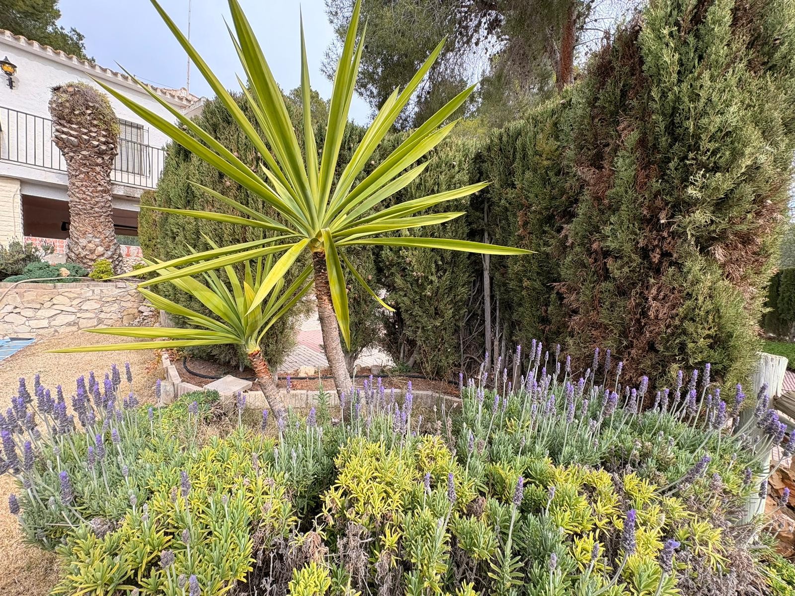 Villa, 4 Beds, Sax, Alicante with Private Pool and Large Plot