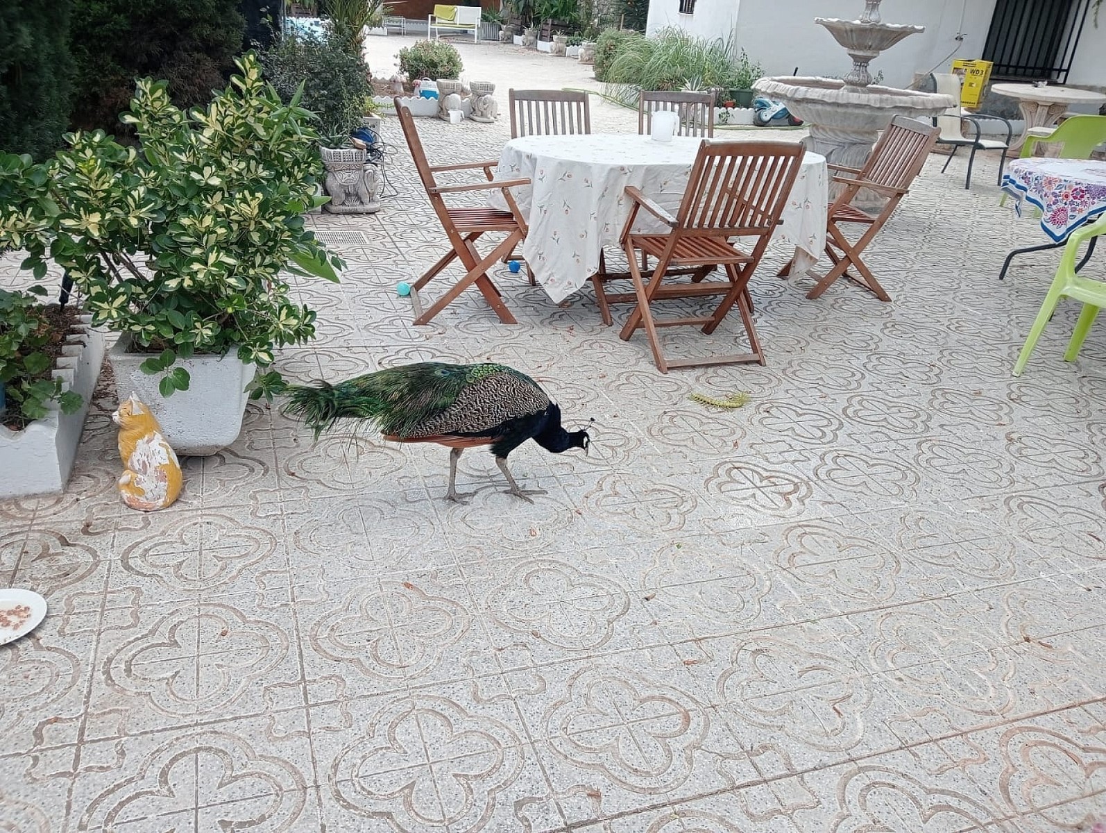 Villa, 5 Bedrooms, Sax, Expansive Plot with Pool and Olive Grove