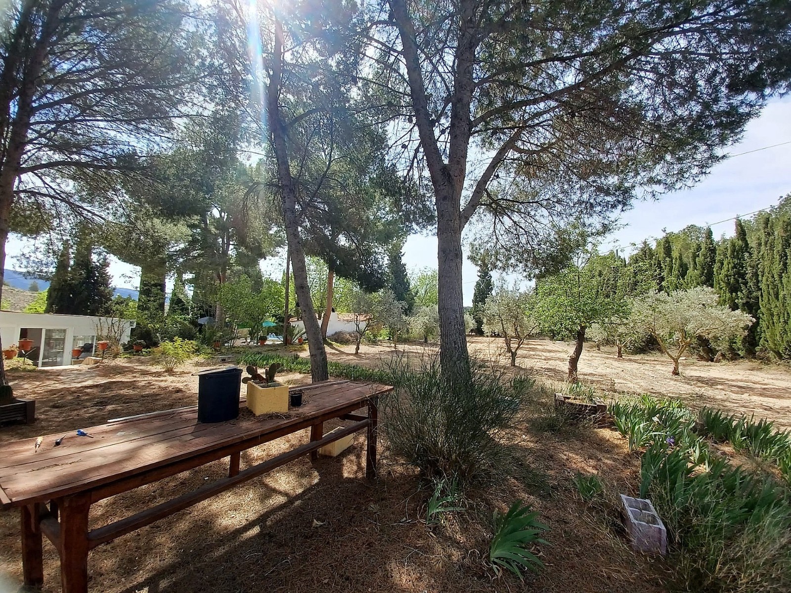 Villa, 5 Bedrooms, Sax, Expansive Plot with Pool and Olive Grove